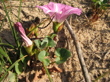 oleron08_1_1_1.jpg