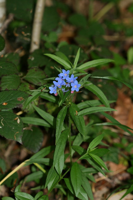 Image 1.jpg