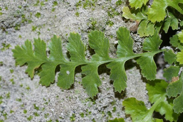 Asplenium jahandiezii (5).JPG