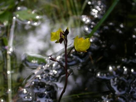 Utricularia vulgaris 002.jpg