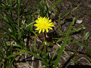 Taraxacum candrianii.jpg