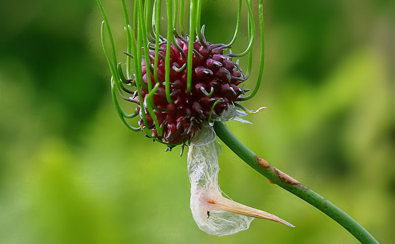 allium-01.JPG