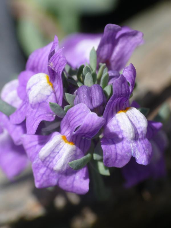 linaria alpina.jpg