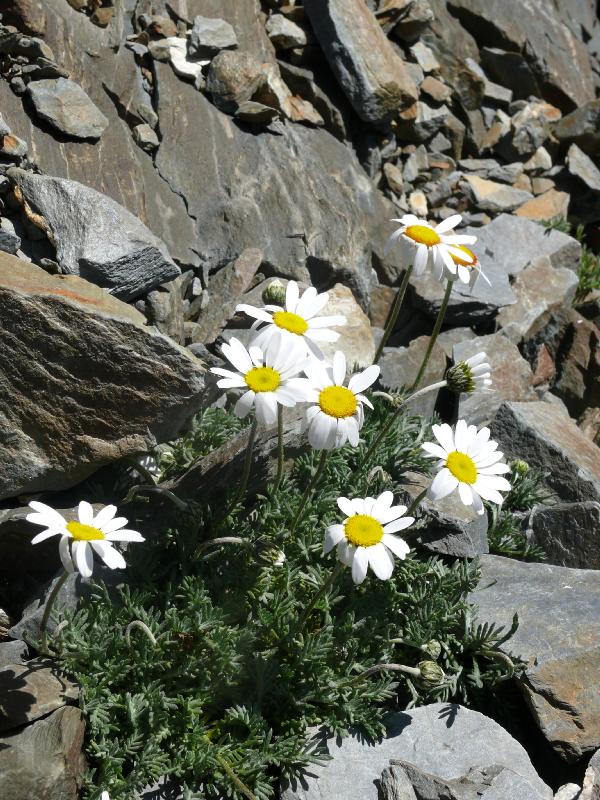 leucanthemum alpinum.jpg