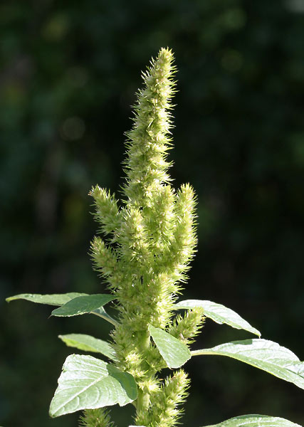 amaranthusretroflexus1.jpg