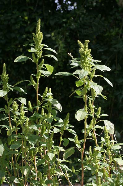 amaranthusretroflexus2.jpg