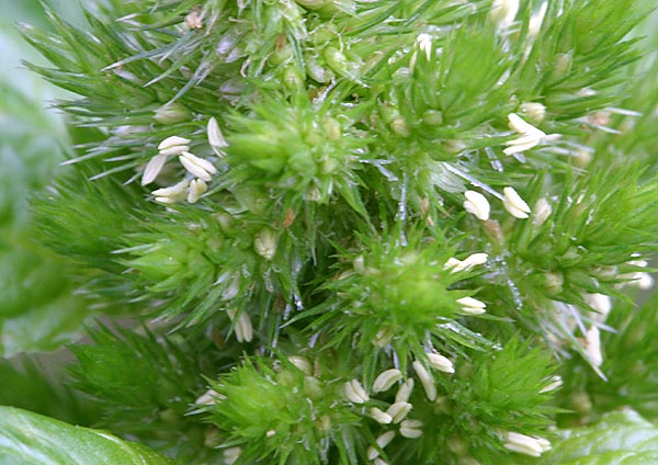 amaranthusretroflexus3.jpg