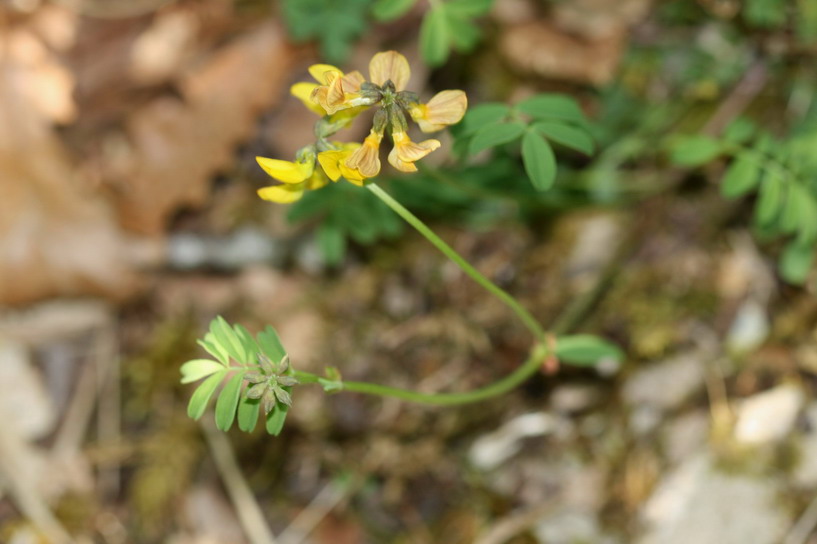 Hippocrepis comosa 2.jpg