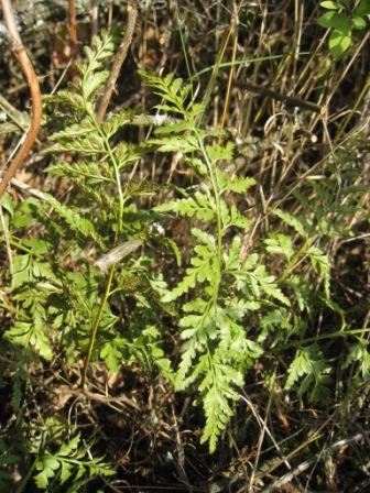 Asplenium cuneifolium 01.JPG