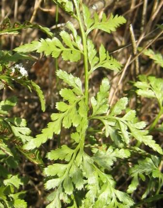 Asplenium cuneifolium 02.JPG