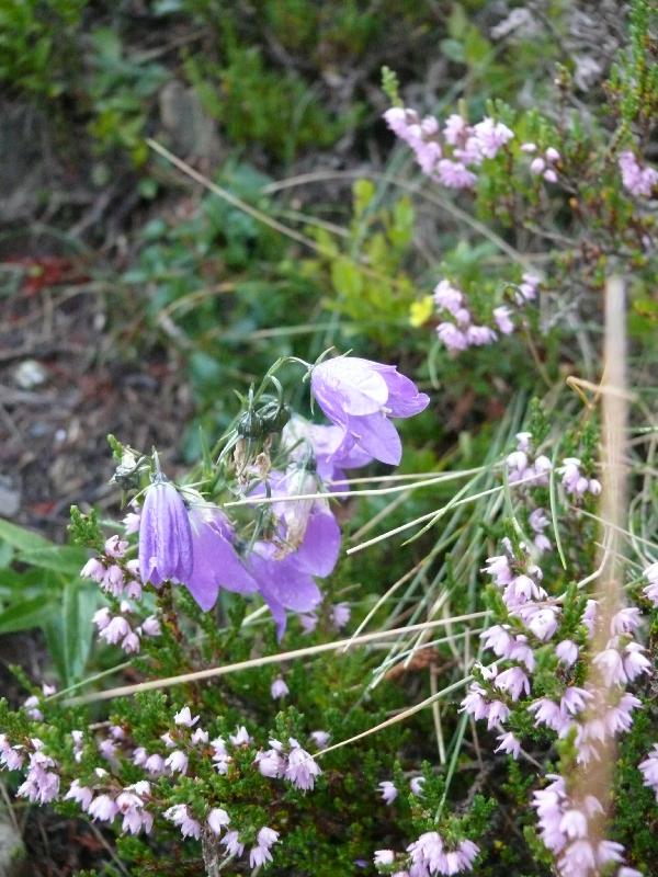 campanula.jpg