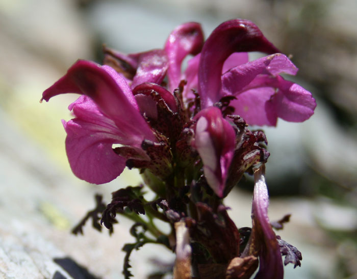 pedicularis2.jpg