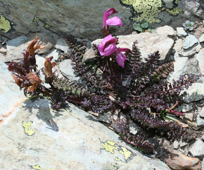 pedicularis3.jpg