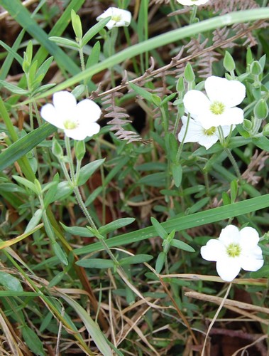 Stellaria ssp.JPG