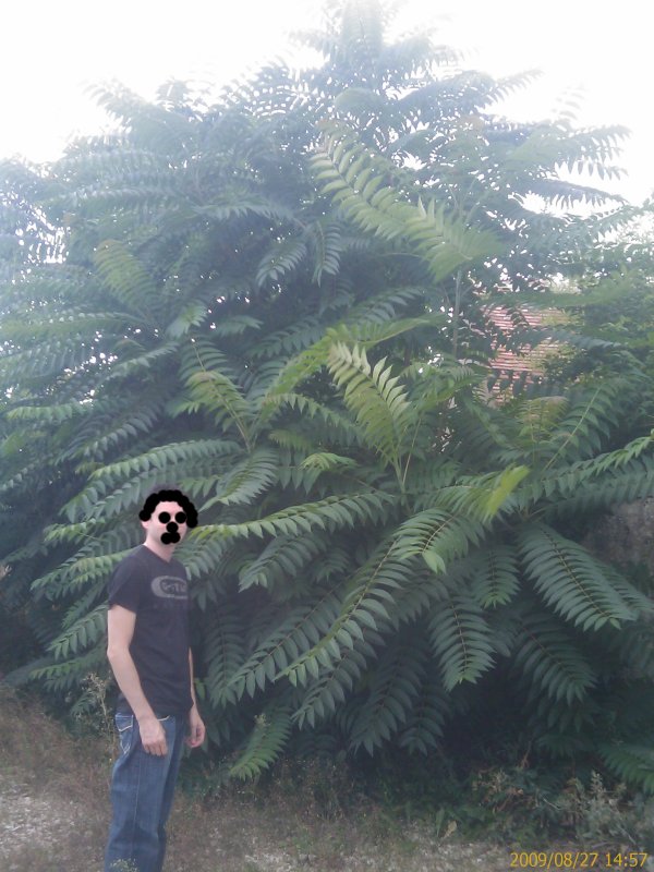 foug.jpg