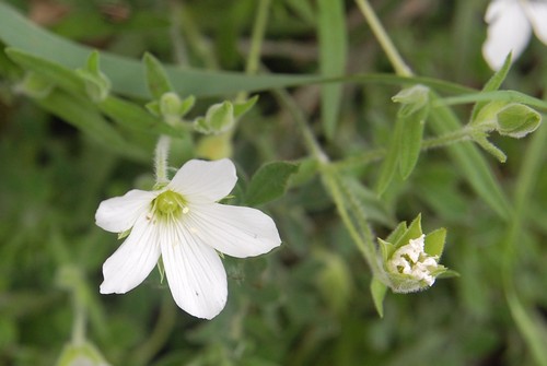 Stellaria fleur.JPG