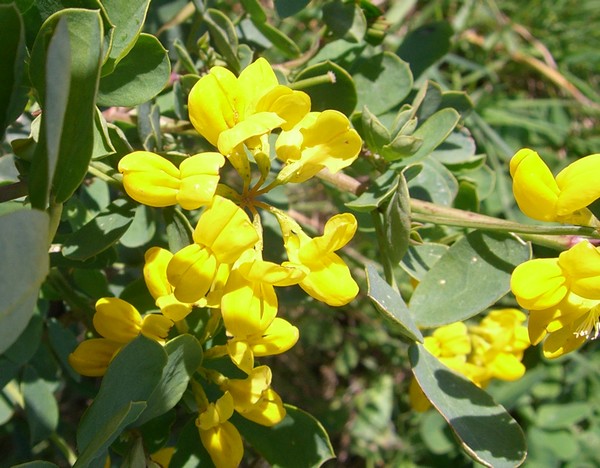 coronilla2_-2.jpg