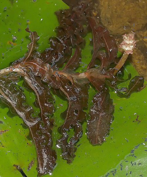 potamogecrispus.jpg