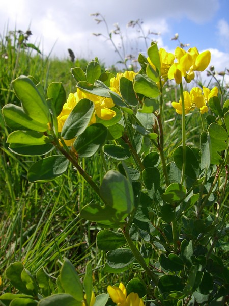 coronilla.jpg
