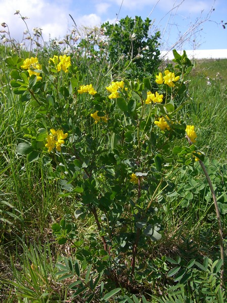 coronilla_-2.jpg