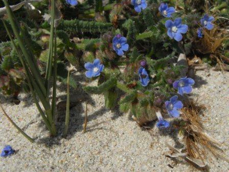 Anchusa crispa