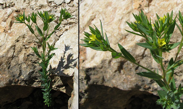 fleur inconnue.jpg