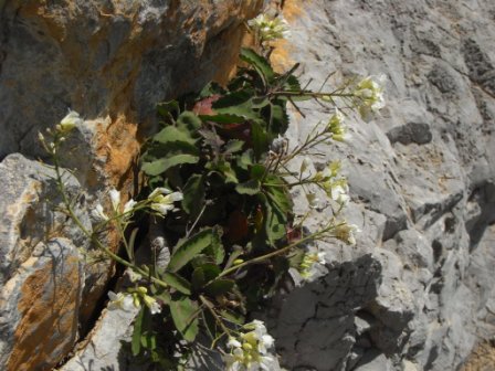 Brassica insularis