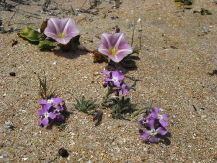 Calystegia soldanella