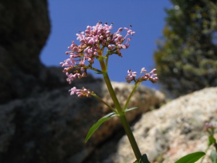 Centranthus trinervis