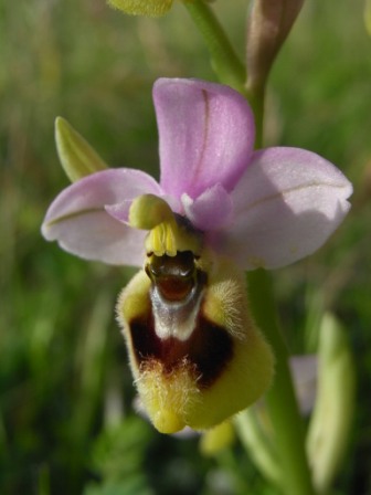 Ophrys tenthredinifera