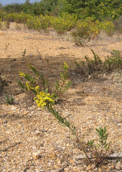fleur jaune.jpg