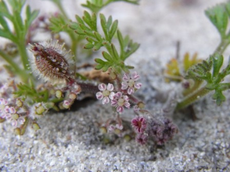 Pseudorlaya pumila