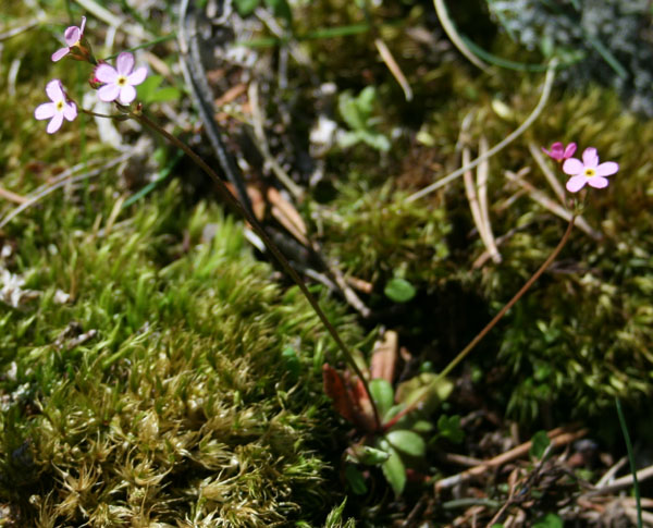 Inflorescence