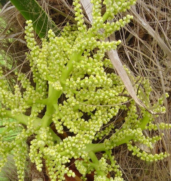 Plante inconnue 2.jpg
