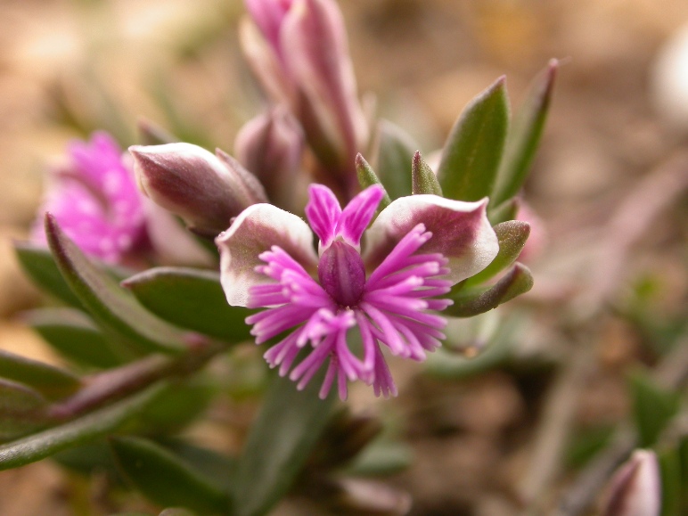 Polygala rupestris f.fl.4.jpg