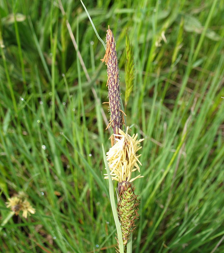 carex.jpg