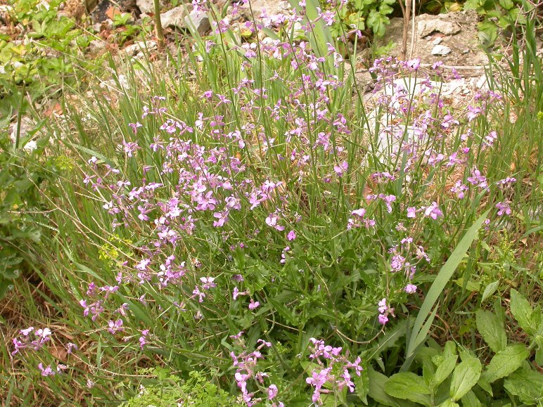 Hesperis laciniata pl.1.jpg