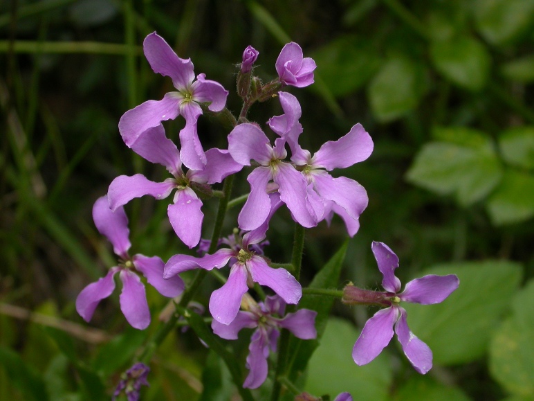 Hesperis laciniata infl..jpg