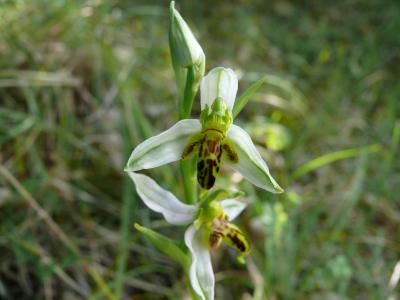 ophrys.jpg