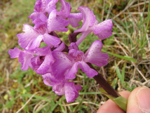 avr09 1.JPG