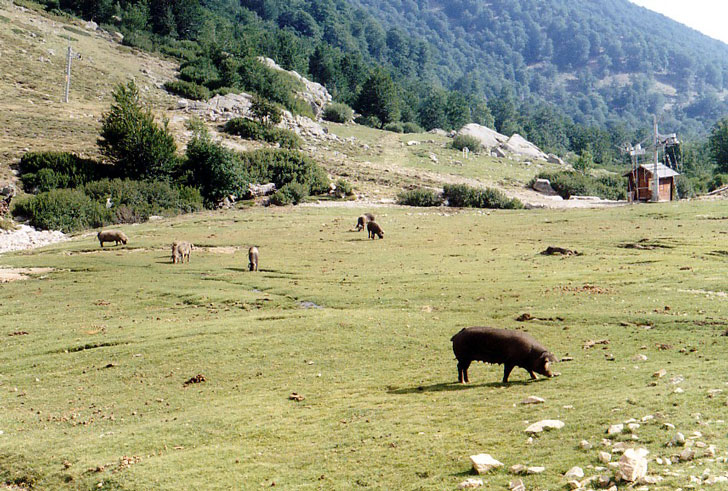 Cochons en liberté à la station du Val d'Ese.