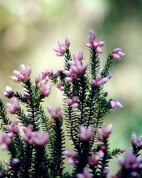 Erica terminalis