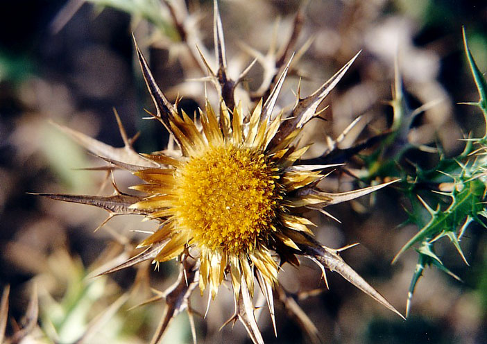 Carlina corymbosa