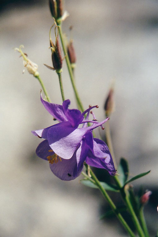 Aquilegia bernardii