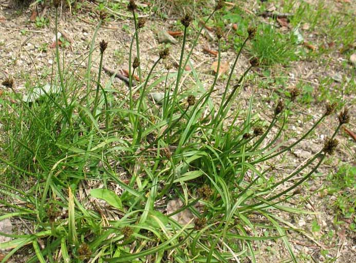 carex2.jpg