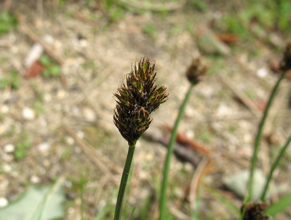 carex3.jpg