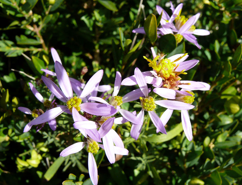 Aster sedifolium -1b.jpg