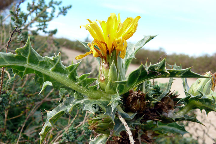 Scolymus hispanicus -1b.jpg