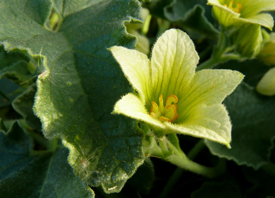 Le cornichon des ânes