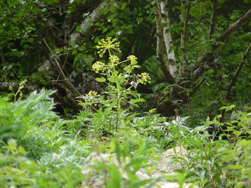 molospermum peloponnesiacum.jpg
